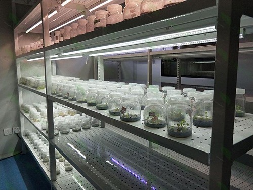水满乡植物组织培养实验室设计建设方案